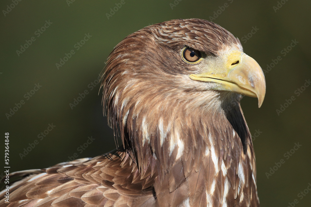 Obraz premium A portrait of a White-tailed Eagle against a green background 