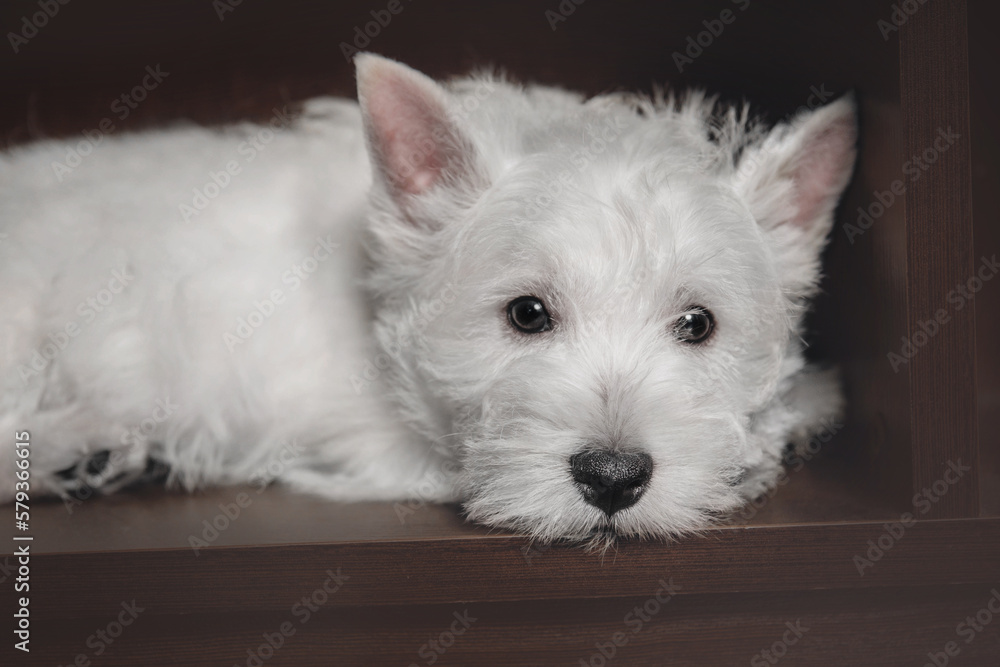 West Highland White Terrier puppy at home. Cute puppy. Kennel. Dog litter West Highland White Terrier puppy at home. Cute puppy. Kennel. Dog litter