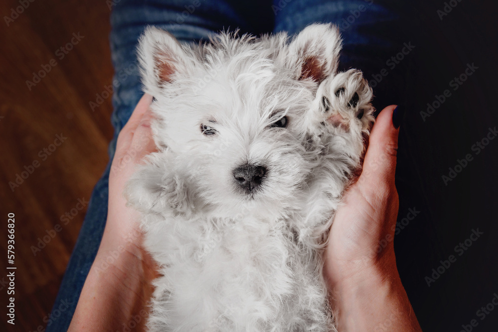 West Highland White Terrier puppy at home. Cute puppy. Kennel. Dog litter West Highland White Terrier puppy at home. Cute puppy. Kennel. Dog litter