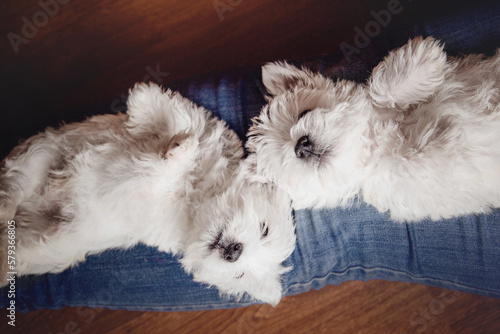 West Highland White Terrier puppies at home. Group of dogs. Cute pups. Kennel. Dog litter