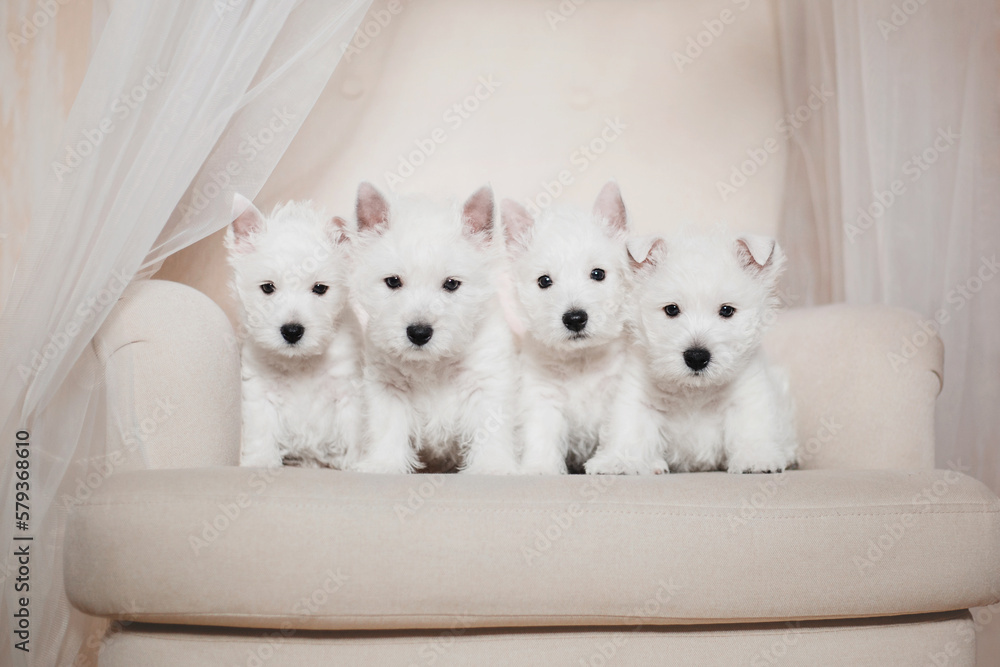 West Highland White Terrier puppies at home. Group of dogs. Cute pups. Kennel. Dog litter West Highland White Terrier puppies at home. Group of dogs. Cute pups. Kennel. Dog litter