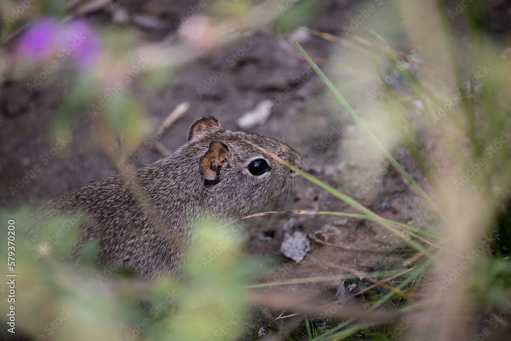 Rodent animal camouflaged in the middle of the forest in the Brazilian Cerrado. Alto Paraiso de Goiás, Brazil. Mammal hides its food behind a bush. Camouflage, he is the same color as the ground.