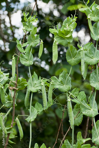 Sugar pea pods ready to harvest in the kitchen garden.