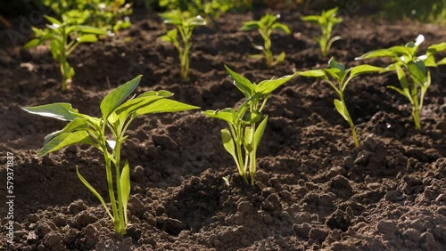 Backyard vegetable garden farm water plant seedling pepper plants garden growing sapling young. Drops water crop irrigation garden watering seedling growing crops planting vegetables field rows sprout