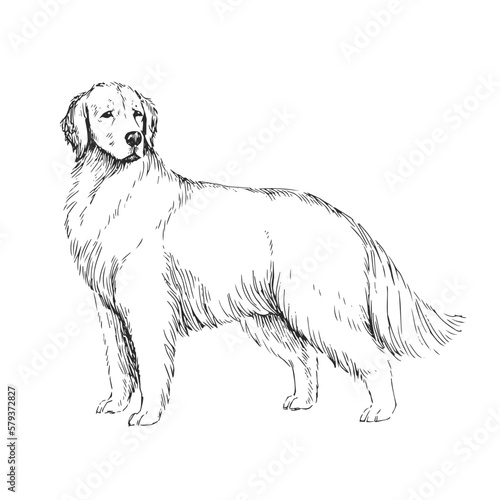 Vector hand-drawn illustration of a Golden Retriever in the style of engraving. A sketch of a cute pet isolated on a white background. Breed of dogs.