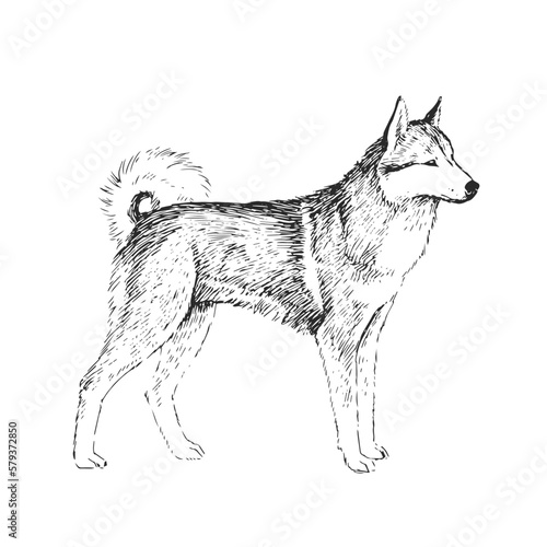 Vector hand-drawn illustration of a West Siberian Laika isolated on a white background. A sketch of a cute pet. A dog of hunting breed.