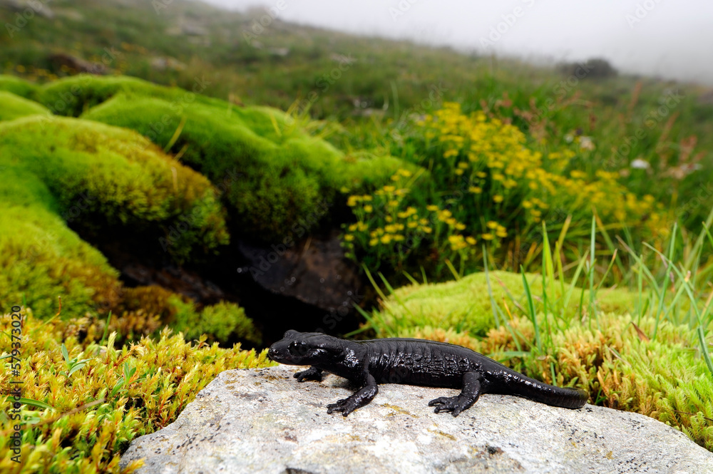 Lanza's alpine salamander // Lanzas Alpensalamander (Salamandra lanzai