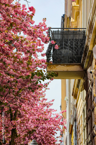 Kirschblüte - Sakura