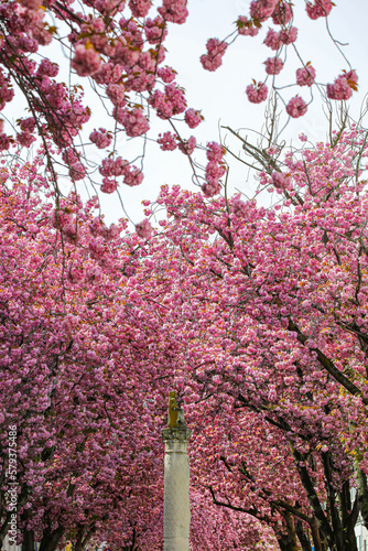 Kirschblüte - Sakura