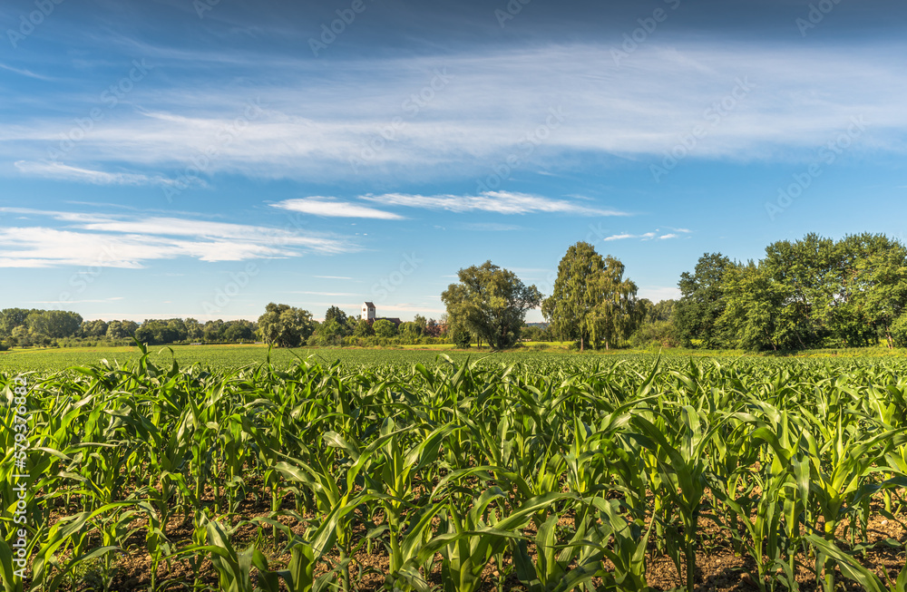 Cornfield in late spring, in the background the church St. Martin in Seefelden, Uhldingen-Muehlhofen, Lake Constance, Baden-Wuerttemberg, Germany Cornfield in late spring, in the background the church St. Martin in Seefelden, Uhldingen-Muehlhofen, Lake Constance, Baden-Wuerttemberg, Germany