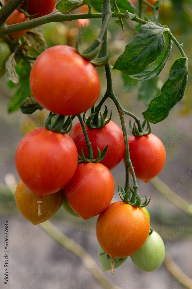 Tomates rojos en vaina