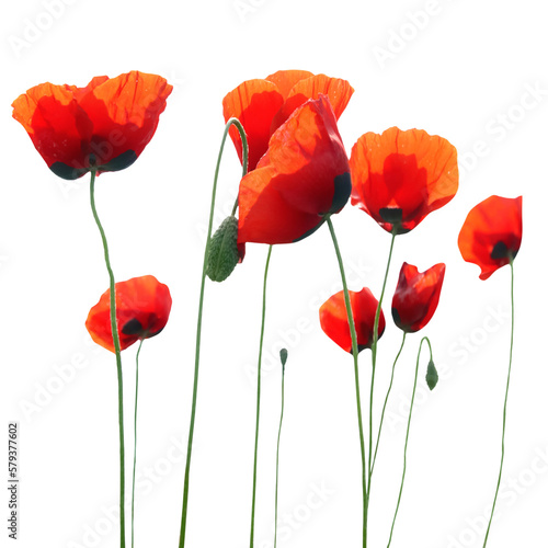 Fototapeta Naklejka Na Ścianę i Meble -  Red poppies flowers bouquet in PNG isolated on transparent background