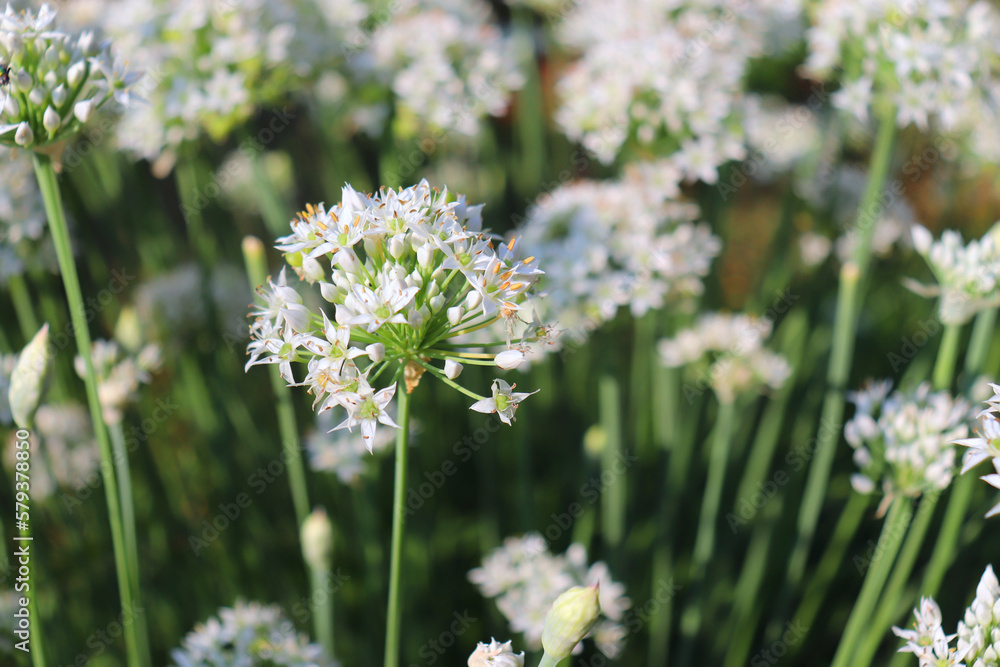 Closeup of white flowers of the garlic chives, Allium tuberosum. Medicinal plants, herbs in the organic garden. Blurred background. Closeup of white flowers of the garlic chives, Allium tuberosum. Medicinal plants, herbs in the organic garden. Blurred background.
