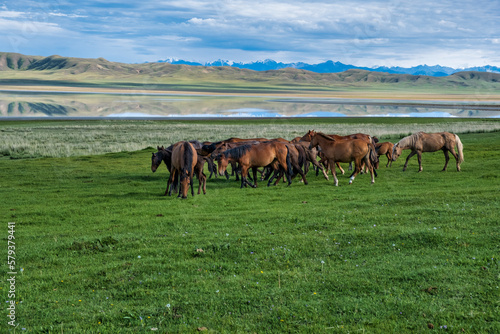 A herd of free horses grazes on the shore of a high mountain lake © Александр Ульман