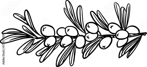 Sea buckthorn berries on a branch with leaves. Vector hand drawn illustration. Sketch for the design of packaging, labels, decor, paper materials and more.