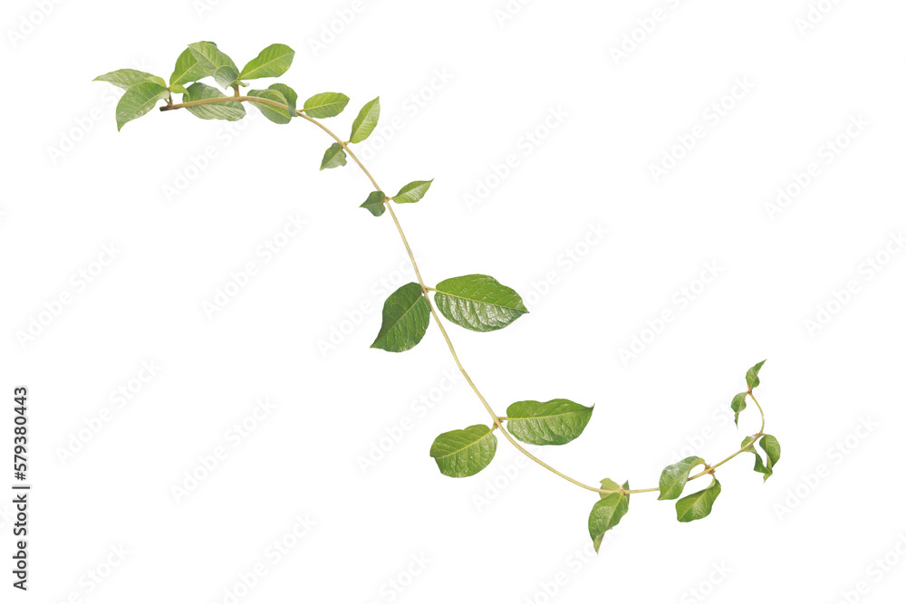 Purple Wreath leaves isolated on white background make with lipping path. Green ivy concept. Purple Wreath leaves isolated on white background make with lipping path. Green ivy concept.