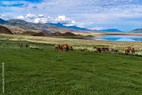 A herd of free horses grazes on the shore of a high mountain lake