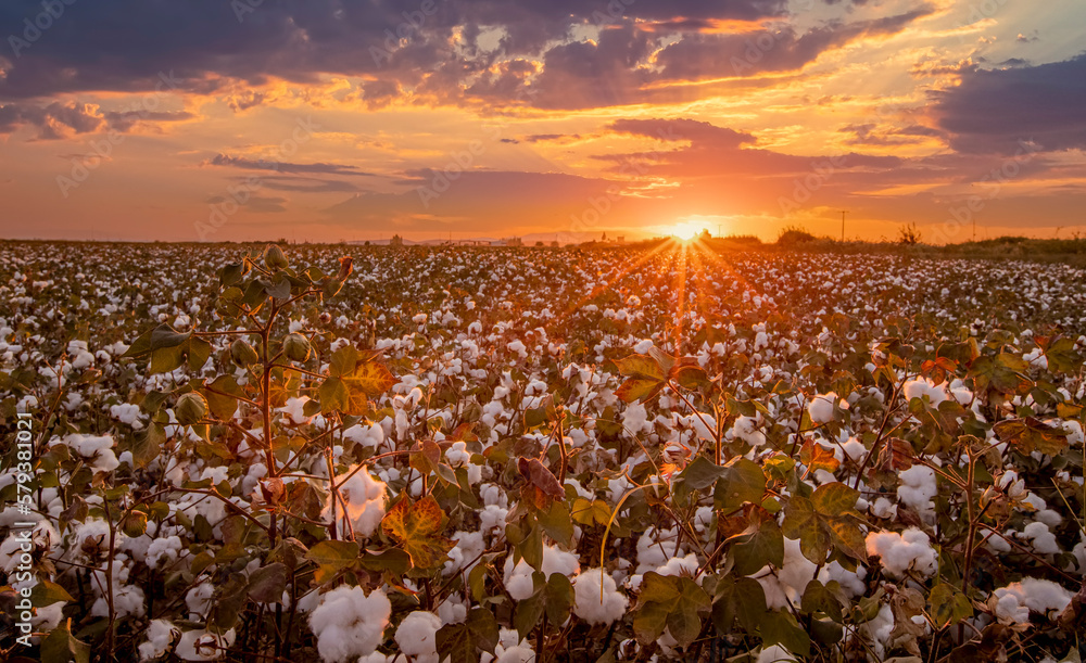 Cottons ripened in the field at sunset. White cottons at harvest time.
