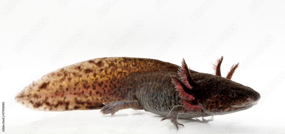 Axolotl (Ambystoma Mexicanum) Stock Photo | Adobe Stock