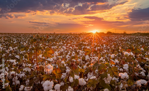 Cottons ripened in the field at sunset. White cottons at harvest time. photo