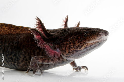 Axolotl (Ambystoma mexicanum) photo