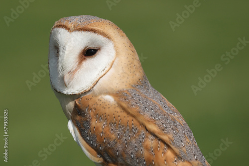 A portrait of a Barn Owl in a meadow 