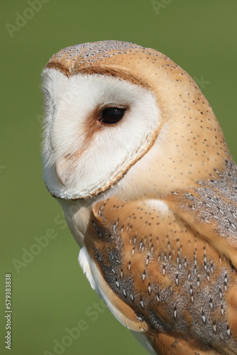 A portrait of a Barn Owl in a meadow 