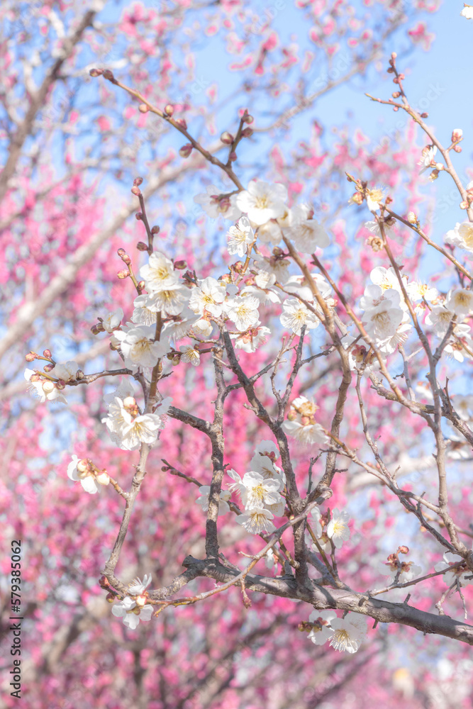 Obraz premium 馬見丘陵公園の梅林