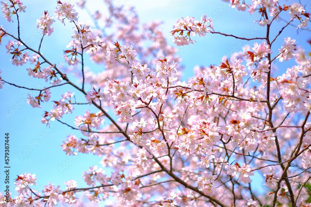 pink cherry blossom on blurry background 