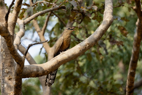 Sirkeer Malkoha, Taccocua leschenaultii, Panna, Madhya Pradesh, India