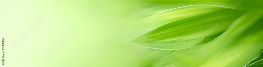 Natural green leaf texture with sun light use for nature background wallpaper cover page Natural green leaf texture with sun light use for nature background wallpaper cover page