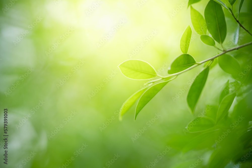 Natural green leaf texture with sun light use for nature background wallpaper cover page Natural green leaf texture with sun light use for nature background wallpaper cover page
