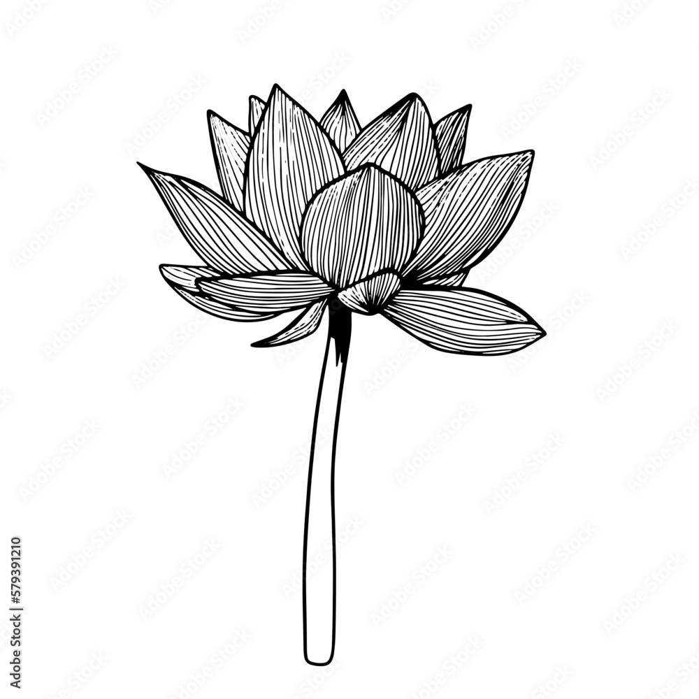 Lotus flower hand drawn sketch doodle black illustration isolated on