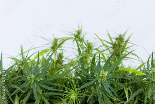 Marijuana bud flowers of cannabis isolate on white background