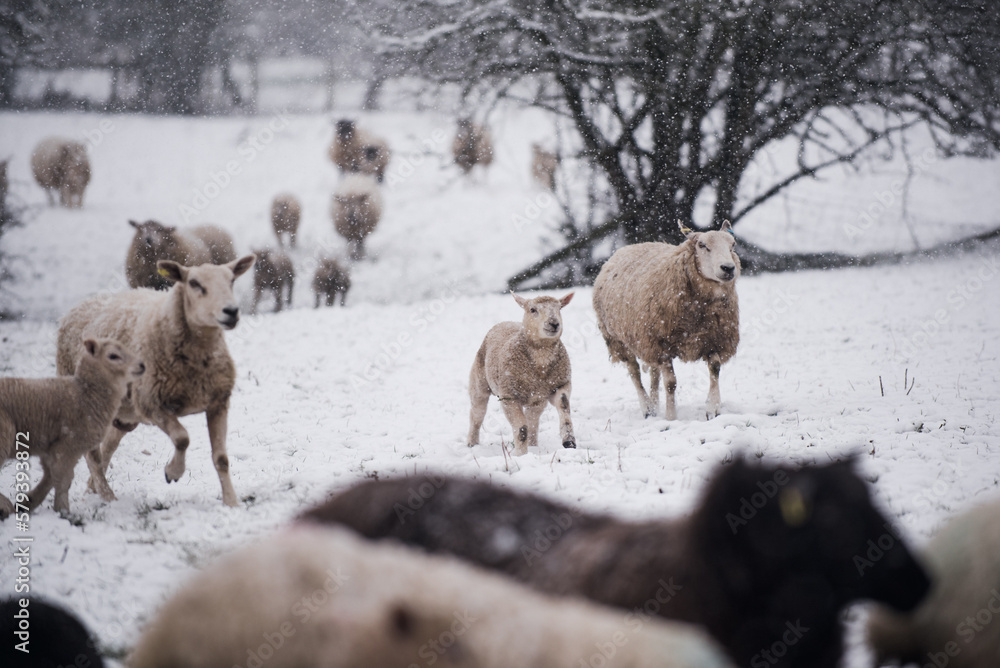 Cold Lambs and Ewes playing in Spring Snow flurry in Farmer's Field Cold Lambs and Ewes playing in Spring Snow flurry in Farmer's Field