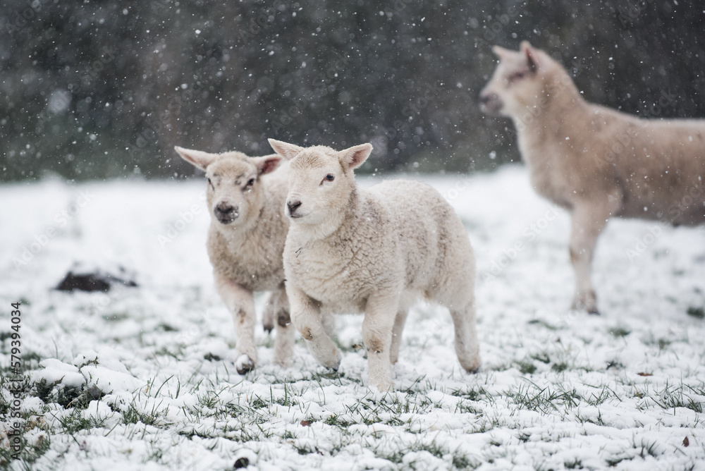 Obraz premium Cold Lambs and Ewes playing in Spring Snow flurry in Farmer's Field