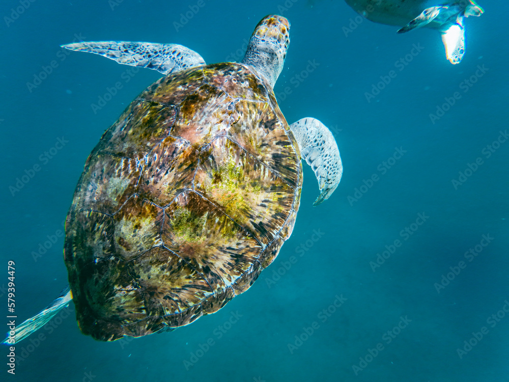 Sea turtles are marine reptiles that inhabit the world's oceans and can