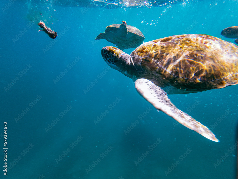 Obraz premium Sea turtles are marine reptiles that inhabit the world's oceans and can be found swimming among tropical coral reefs.From the crystal-clear waters of Cabo Verde's Ilha de Sao Vicente