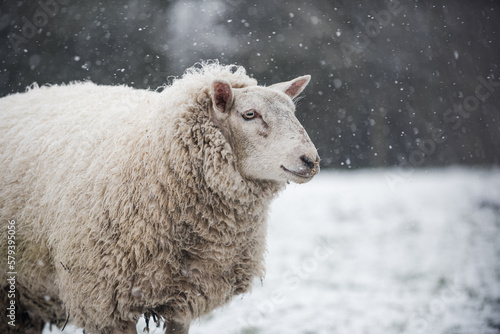Cold Lambs and Ewes playing in Spring Snow flurry in Farmer's Field