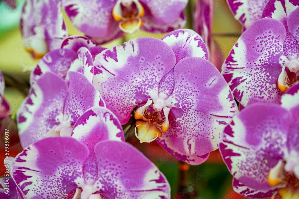 Various Phalaenopsis orchids in the flower market Various Phalaenopsis orchids in the flower market