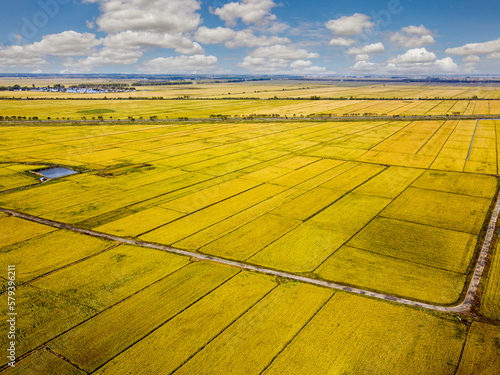 Sanjiang plain rice field in autumn photo