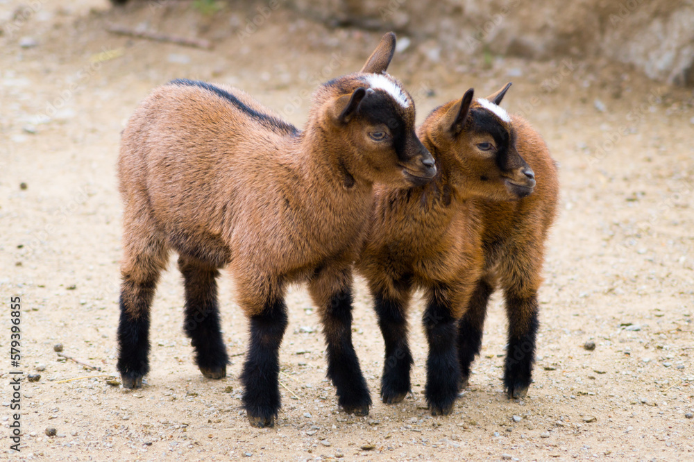 Close up of goat babies Close up of goat babies