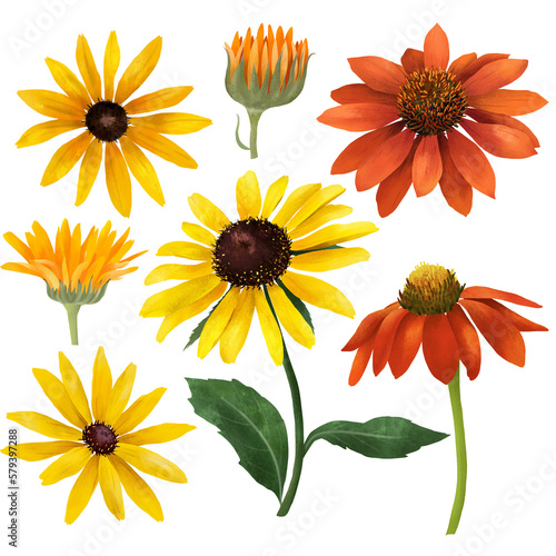 Botanical hand painted set with summer flowers and leaves. Calendula, black-eyes susan, and orange coneflower. Garden flowers with orange petals and green leaves. Isolated