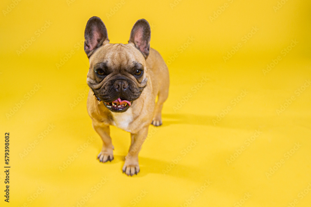 Bulldog francés Bulldog francés