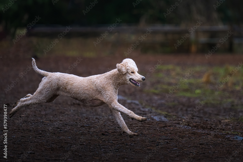 2023-02-19 WHITE STANDARD POODLE RUNNING AT MARYMOOR PARK IN REDMOND WASHINGTON 2023-02-19 WHITE STANDARD POODLE RUNNING AT MARYMOOR PARK IN REDMOND WASHINGTON