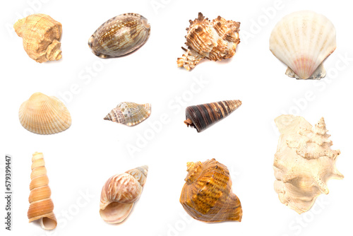 Collage with sea shells isolated on white, top view