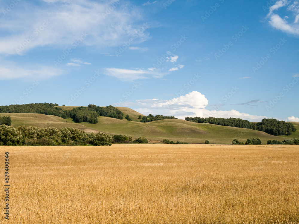 Wheat-land with blue cloudy sky and hills on horizon