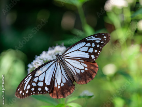 摩耶山・天上寺のアサギマダラ