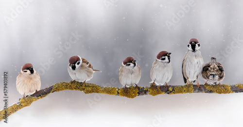  flock of small funny birds sparrows sitting on a branch in the winter garden