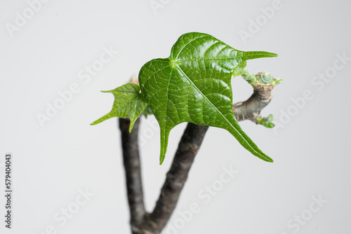 Sterculia Colorata caudex leaf close up with isolated white background. photo